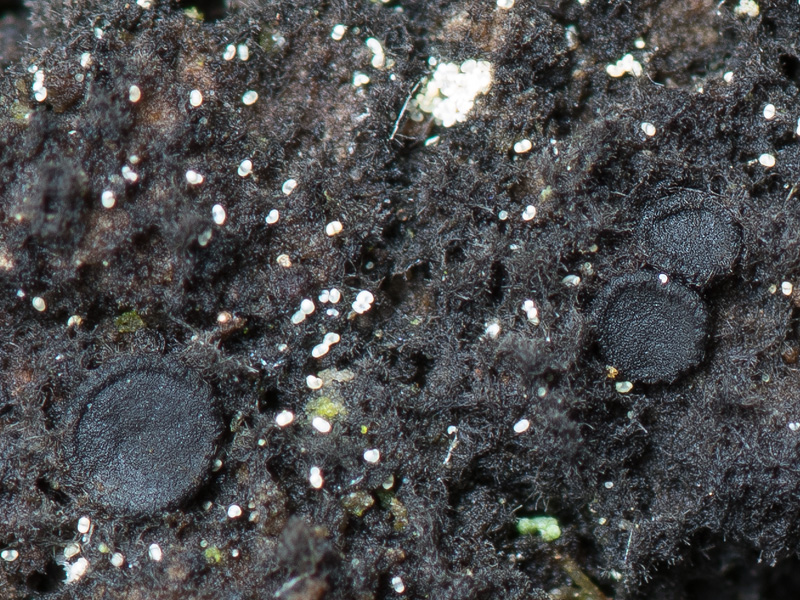 Sarea difformis